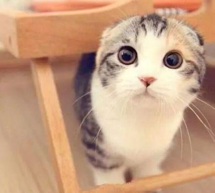 娱乐吃瓜君和折耳猫后续,一场跨界奇遇记 第2张 娱乐吃瓜君和折耳猫后续,一场跨界奇遇记 第2张